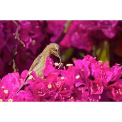 female Marico Sunbird sitting among pink flowers while drinking nectar from one of them by ashley vincent