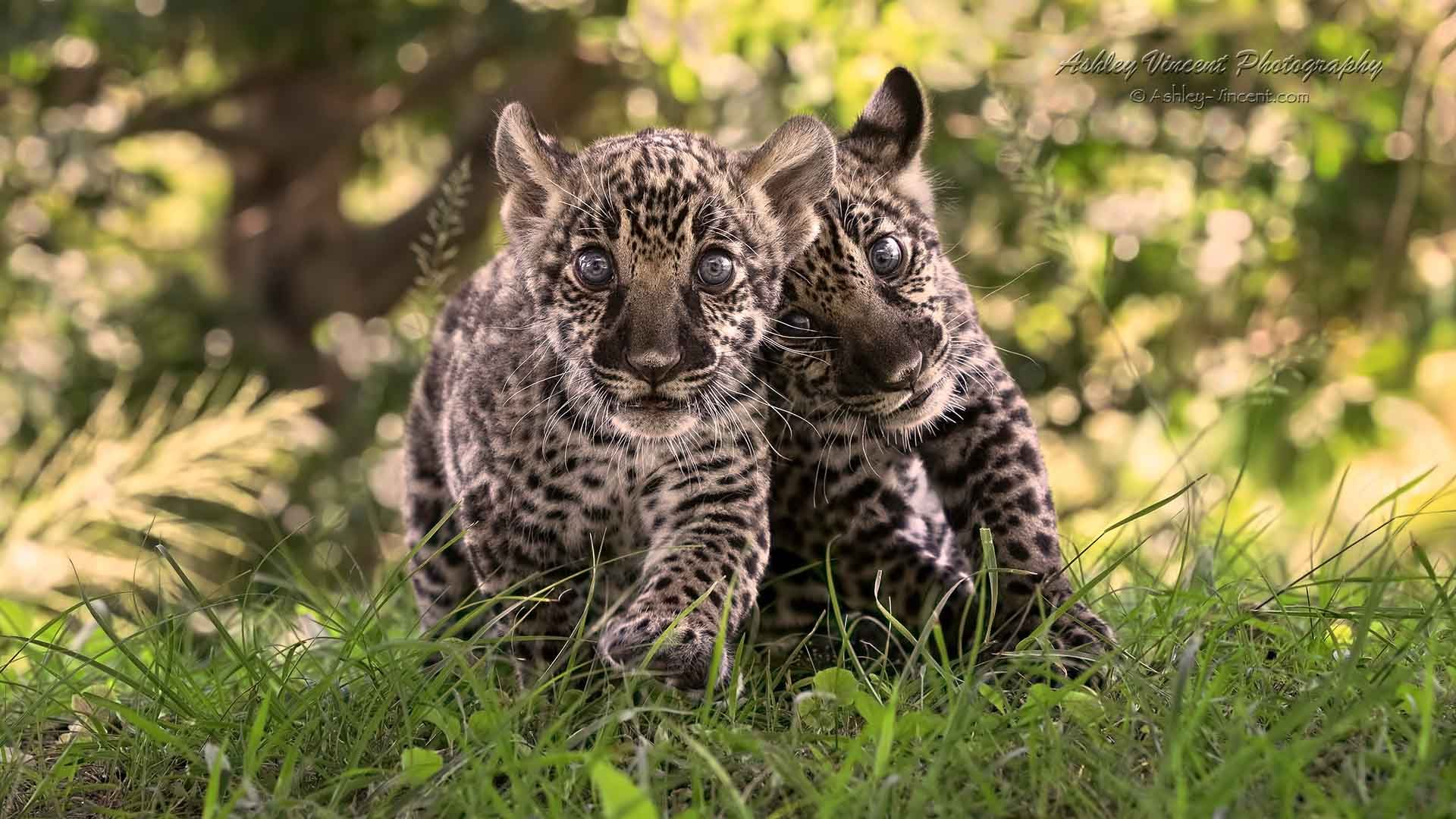 two wide-eyed jaguar cubs walking on grass toward photographer ashley vincent