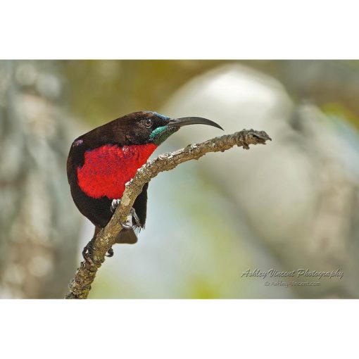 Scarlet-Chested Sunbird walking along a thin branch by ashley vincent