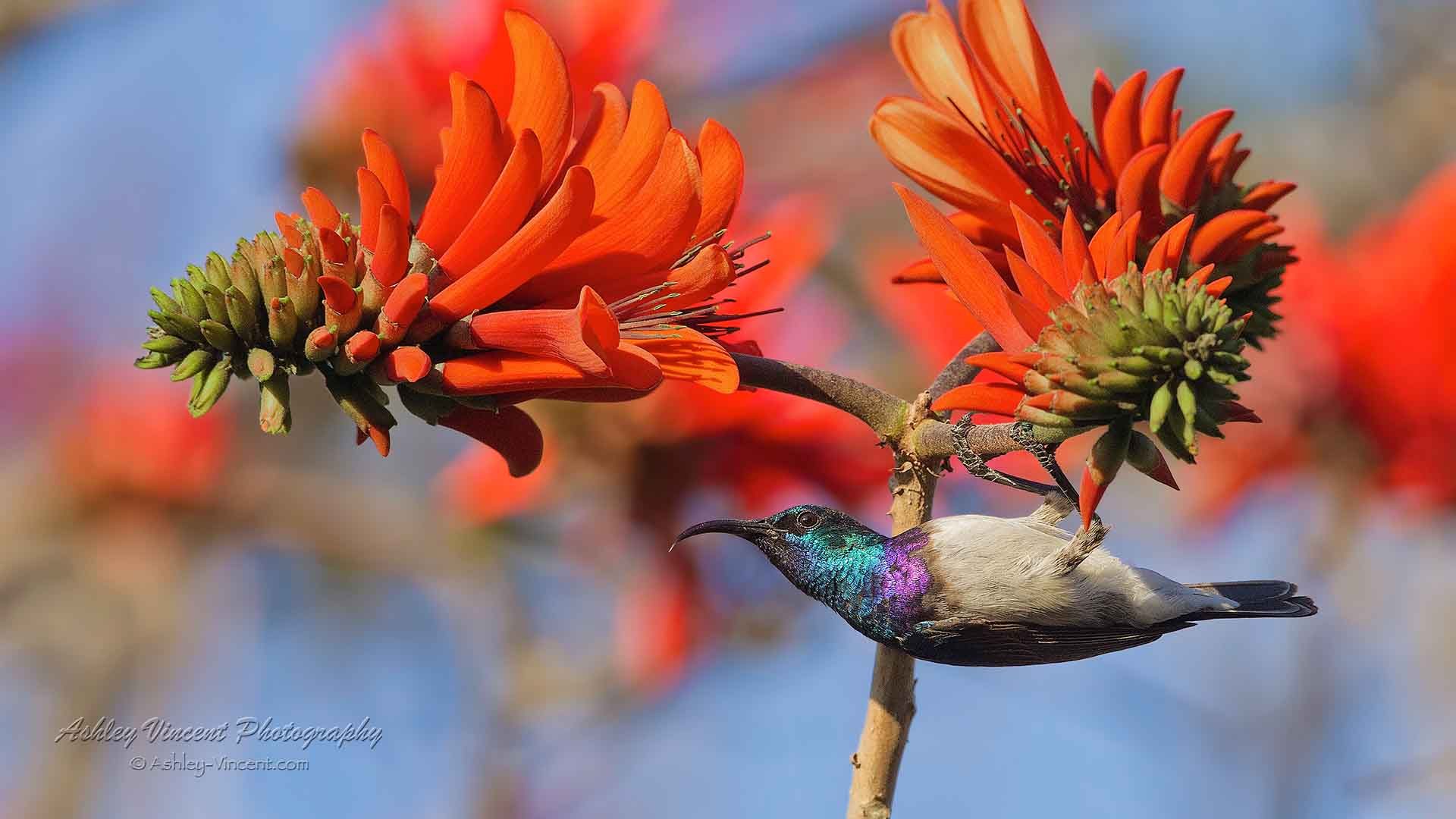 White-Belied Sunbird hanging upside-down from a orange-coloured flower of a coral tree by ashley vincent