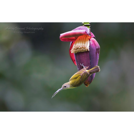 Little Spiderhunter hanging from the flower of a plantain plant with pollen covering it's bill by ashley vincent