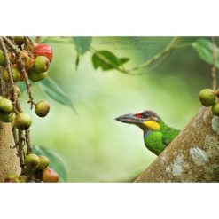 Gold-Whiskered Barbet perched on branch looking at figs it is about to feed on by ashley vincent