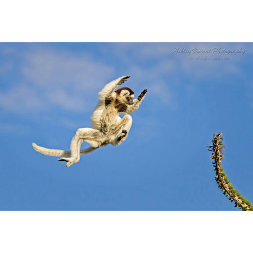 Verreaux's Sifaka caught in midair while leaping from one tree to another against a bright blue sky by ashley vincent
