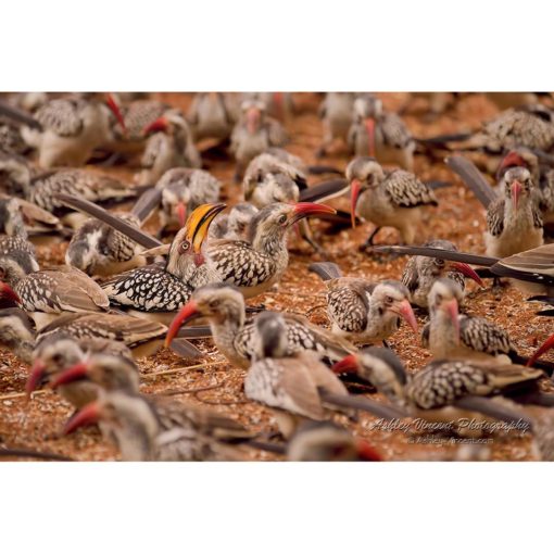 Southern Yellow-Billed Hornbill Surrounded by Red-Billed Hornbills all feeding on seed thrown on the ground by ashley vincent