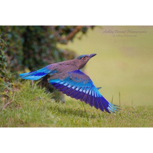 Indian Roller with wings spread out as it takes flight from the ground by ashley vincent
