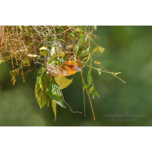 Sakalava Weaver bird flying from it's nest by photographer ashley vincent