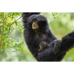 Siamang mother hanging from a tree with baby on her lap by ashley vincent