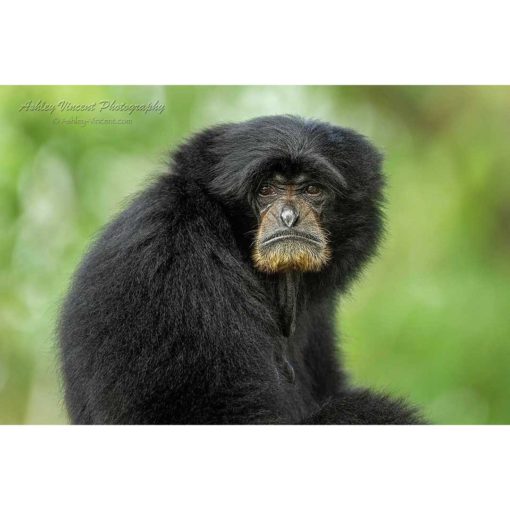close up of a grumpy-looking Siamang by ashley vincent