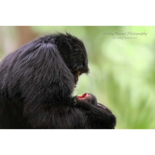 Siamang mother cradling her crying baby by ashley vincent