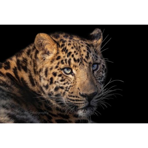 close up portrait of an Amur leopard staring directly into the camera set against a black background by photographer ashley vincent
