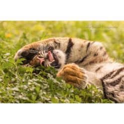 Amur Tiger lying on grass rolled over on her back with one paw covering her face by ashley vincent