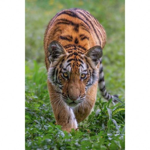 Amur Tiger walking on grass directly towards the photographer ashley vincent