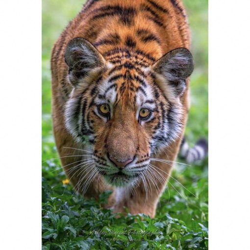 Amur Tiger on grass about to pounce on the photographer ashley vincent