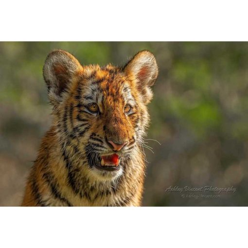 head and shoulders of a Siberian tiger cub while sitting up in golden sunlight by ashley vincent