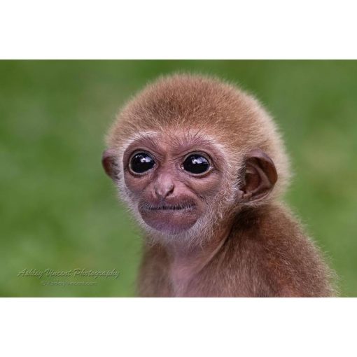 portrait of a baby white-handed gibbon by wildlfie photographer by ashley vincent
