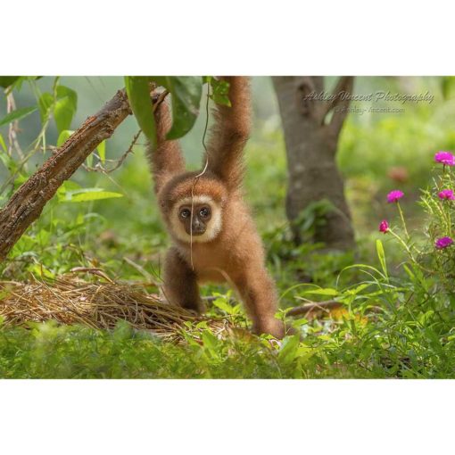 baby White Handed Gibbon standing on ground while holding onto a low-hanging branch by ashley vincent