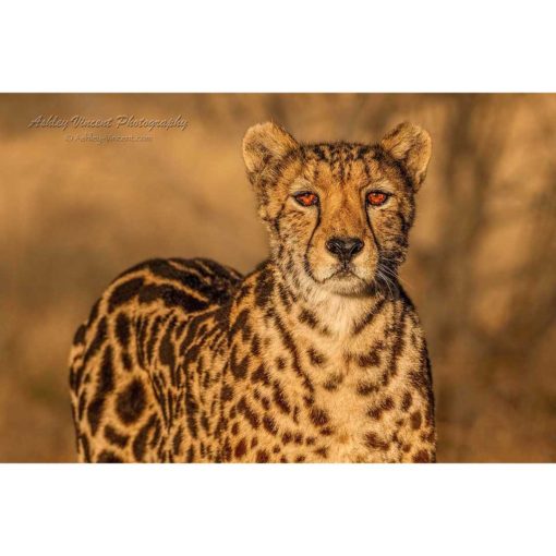 a female king cheetah in South Africa standing in golden sunlight staring directly at the wildlife photographer Ashley Vincent