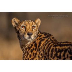 A female king cheetah looking back over her shoulder captured by wildlife photographer Ashley Vincent