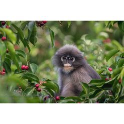 Dusky Leaf Monkey sitting in a tree framed by leaves and red berries by ashley vincent