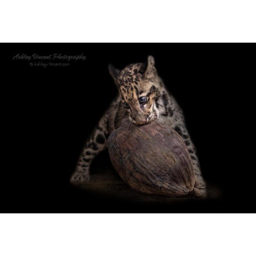 clouded leopard cub trying to bite into a coconut by wildlife photographer ashley vincent
