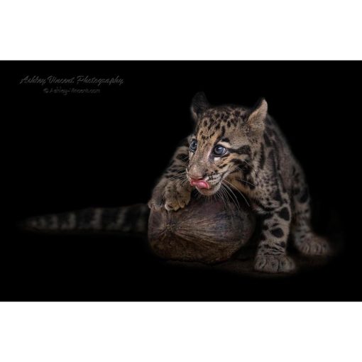 clouded leopard cub playing with a coconut by wildlife photographer ashley vincent