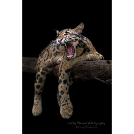 clouded leopard laying along a tree branch yawning against a black background by photographer ashley vincent