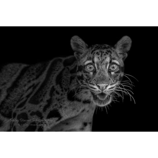 black and white portrait of a wide-eyed clouded leopard staring directly at the photographer ashley vincent