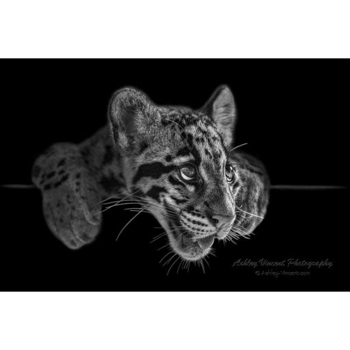 black and white portrait of an open mouthed clouded leopard cub by photographer ashley vincent