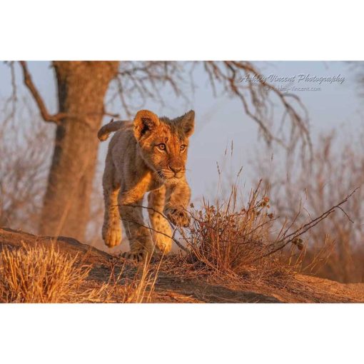 African Lion Cub running toward the photographer in golden sunlight by ashley vincent