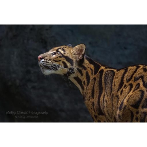 a clouded leopard in profile staring up toward the sky set against a dark background by ashley vincent