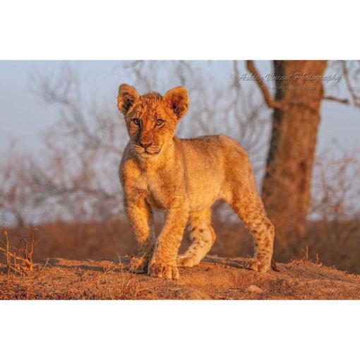 African Lion Cub standing on a hill bathed in golden sunlight by ashley vincent