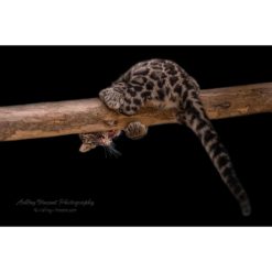 clouded leopard cub nearly falling off a log peering at the photographer from underneath by ashley vincent