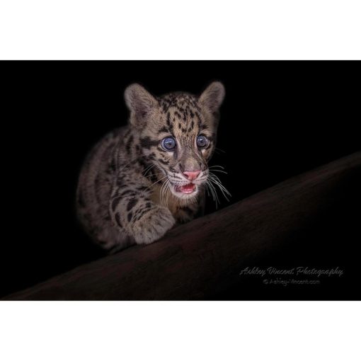 wide eyed and open mouthed clouded leopard cub walking over a log by photographer ashley vincent