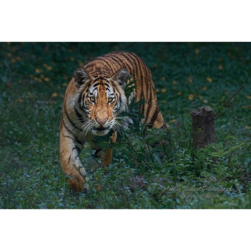 adolescent Siberian tiger walking through grass directly toward the photographer ashley vincent