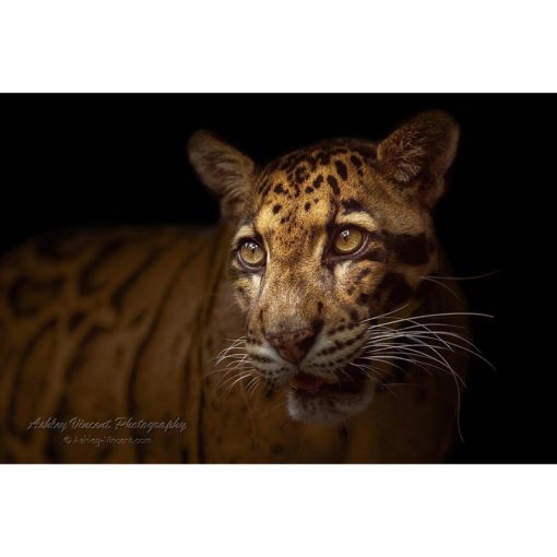 low key portrait in profile of a male clouded leopard set against a black background by ashley vincent
