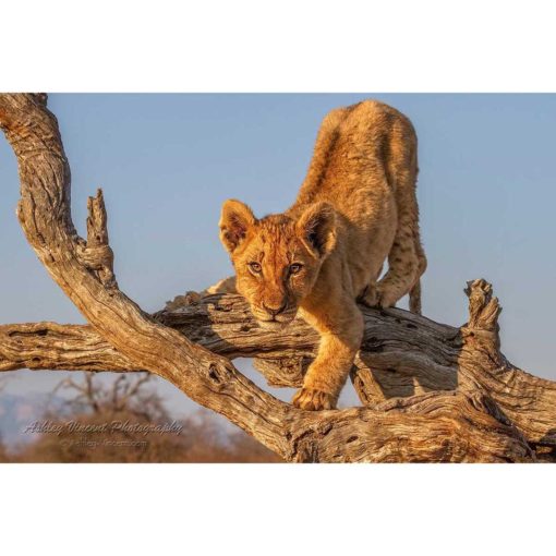 African lion cub ready to pounce from a fallen tree in golden sunlight by ashley vincent
