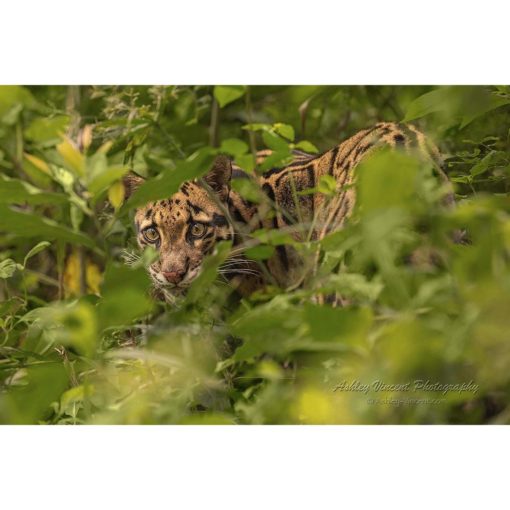 clouded leopard partially concealed peering out through green foliage at the photographer ashley vincent