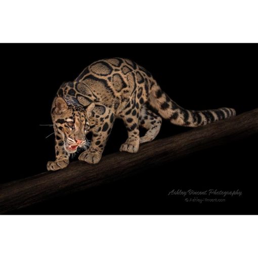 full body capture of a clouded leopard walking down a log by ashley vincent