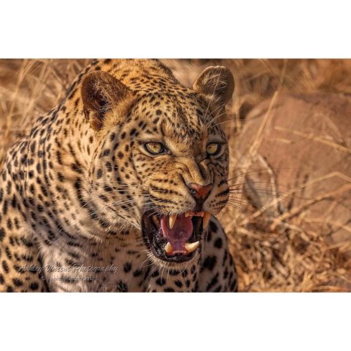 An angry African leopard growling and baring his teeth in golden sunlight captured by wildlife photographer Ashley Vincent