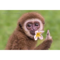 White Handed Gibbon with flower in mouth and holding up one finger by ashley vincent