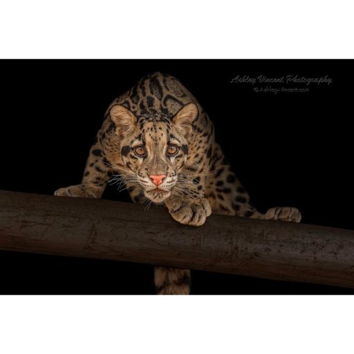 A female clouded leopard against a black background about to pounce from a branch onto the wildlife photographer Ashley Vincent