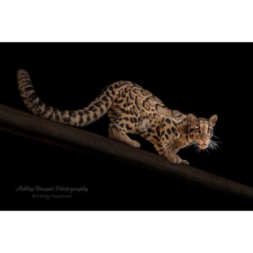 A female clouded leopard walking down a fallen log set against a black background captured by the wildlife photographer Ashley Vincent