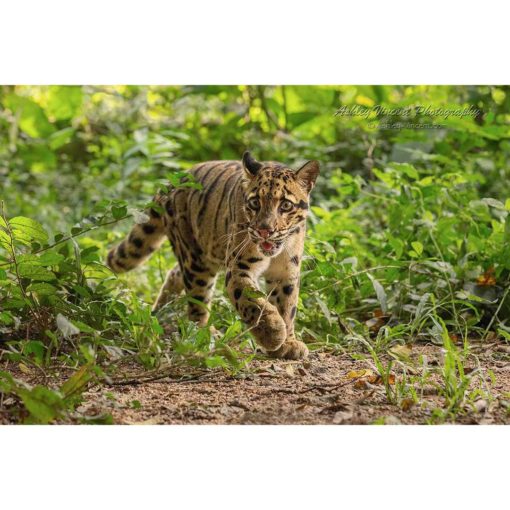 clouded leopard walking into a clearing on the forest floor by ashley vincent
