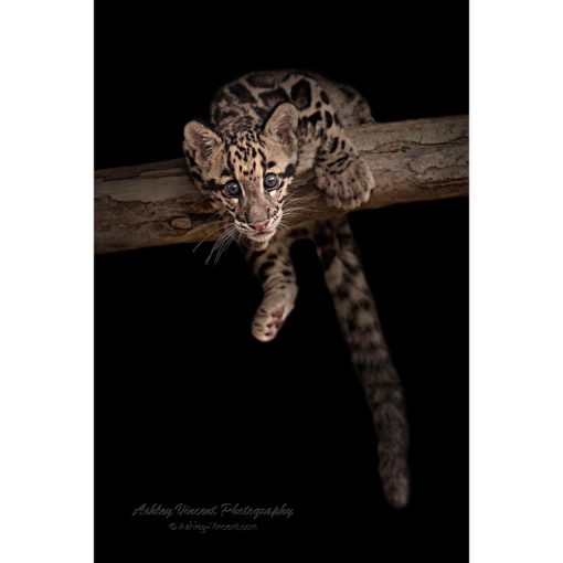 clouded leopard cub caught as he slips from a branch by ashley vincent