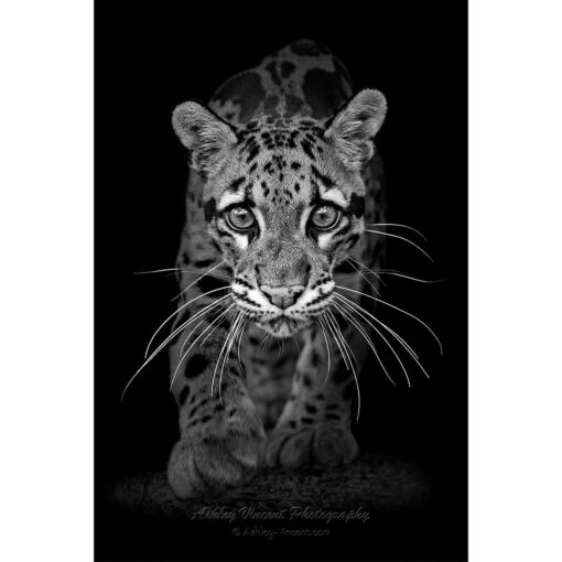 black and white close up of a clouded leopard walking directly toward photographer ashley vincent