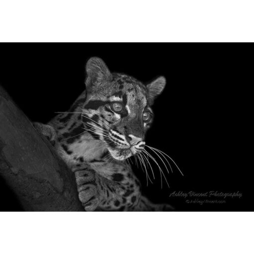 black and white of a clouded leopard laying on a log by photographer ashley vincent