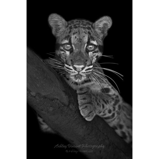 black and white of a clouded leopard laying along a tree branch staring at photographer ashley vincent