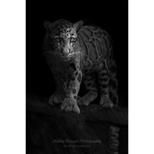 dramatically lit black and white image of a clouded leopard staring at photographer ashley vincent