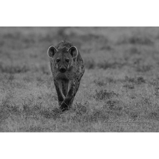 black and white image of a Spotted Hyena walking across the savannah toward the photographer by ashley vincent