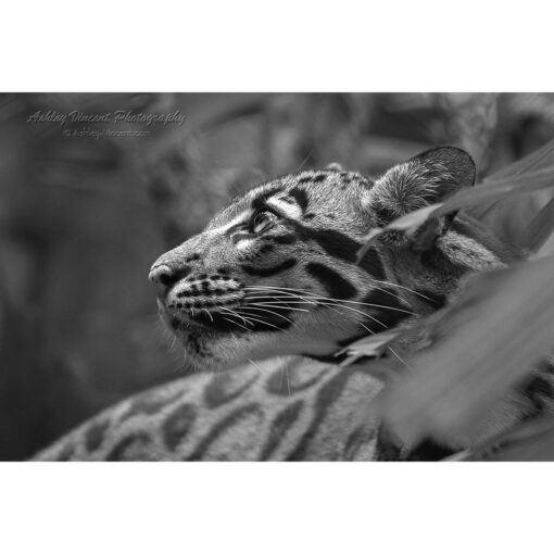 black and white image of clouded leopard in profile by photographer ashley vincent
